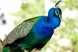 uma pavão com Está penas aberto e mostrando Está penas foto