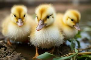 ai gerado fofa fofo pequeno pequeno amarelo patos ai gerado foto