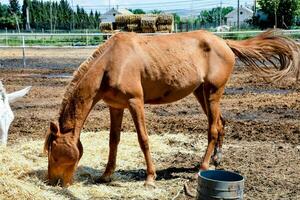 uma cavalo comendo feno dentro uma caneta foto