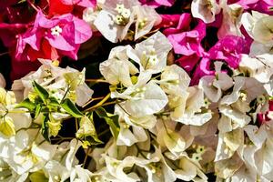 colorida flores estão mostrando dentro uma fechar acima foto