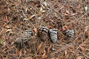 quatro pinho cones estão deitado em a terra foto