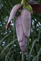 Flor banana flor é uma saudável nutrição vegetal em a jardim árvore foto