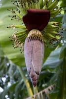 Flor banana flor é uma saudável nutrição vegetal em a jardim árvore foto