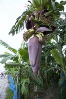 Flor banana flor é uma saudável nutrição vegetal em a jardim árvore foto