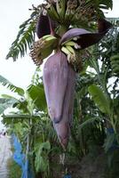 Flor banana flor é uma saudável nutrição vegetal em a jardim árvore foto