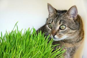 malhado gato dentro a Relva em uma branco fundo. jovem gato e verde fresco brotos do aveia. Lugar, colocar para texto. conceito do animal saúde. foto