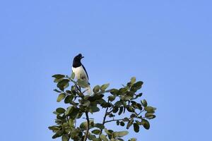 ondulação com crista jay, cianocórax cristatelus, em uma árvore, serra da canastra nacional parque, minas gerais, Brasil foto