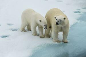 mãe polar urso, Ursus marítimo, com uma filhote em a Beira do uma Derretendo gelo banquisa, Spitsbergen ilha, Svalbard arquipélago, Noruega, Europa foto