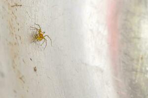 uma pequeno aranha este vidas dentro a Relva em a metal chão. foto