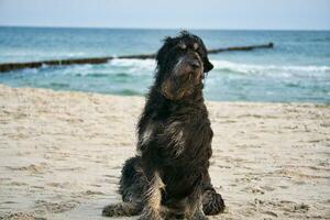 goldendoodle cachorro senta em a de praia do a báltico mar. Preto e bronzeado casaco. esporão foto