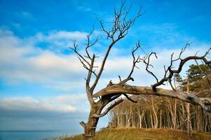 solteiro árvore livremente retratado em a costa do a báltico mar. uma floresta dentro a fundo foto