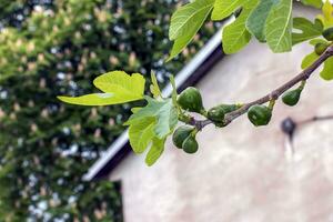 comum FIG galhos com Novo folhas e verde fruta - latim nome - ficus carica foto