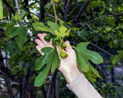 comum FIG galhos com Novo folhas e verde fruta - latim nome - ficus carica foto