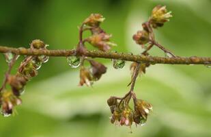 fechar acima do galho com água gotas, macros do água gotas foto