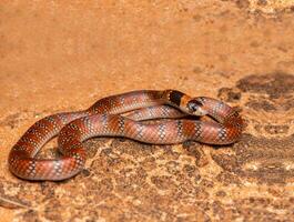 australiano coral cobra, fechar acima do uma serpente olhando de cabeça erguida, fechar acima do uma enrolado serpente foto