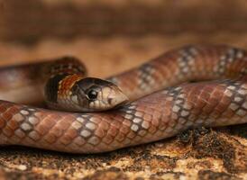 australiano coral cobra, fechar acima do uma serpente olhando de cabeça erguida, fechar acima do uma enrolado serpente foto