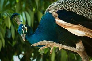 a indiano pavão ou pavo cristatus pássaro é empoleirar-se foto