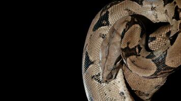 ular sanca ou malayopython reticulatus serpente foto