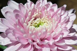 flor de crisântemo rosa foto