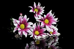 crisântemo flor em água reflexão foto