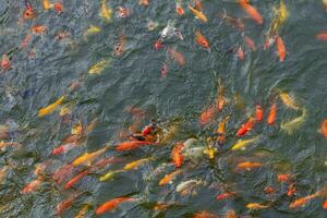 Visão a partir de acima do koi peixe natação dentro lago. aquário foto