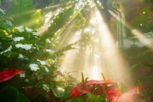 fechar-se do exuberante verde tropical vegetação selva dentro luz do sol. tropical natureza fundo. foto
