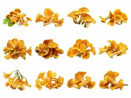 ai gerado chanterelle cogumelos coleção isolado em branco fundo. foto