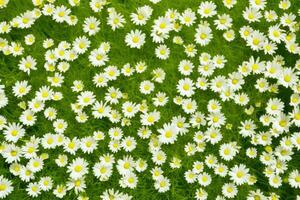 ai gerado campo jardim natureza florescendo camomila flor Primavera Relva margarida fundo Prado foto