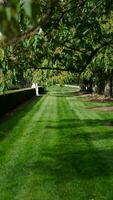 a lindo jardim Visão com a verde árvores e Relva dentro isto foto