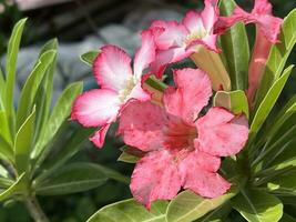 adenium flor dentro natureza jardim foto