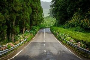 país estrada em são miguel com grande quantidade do flores e floresta foto