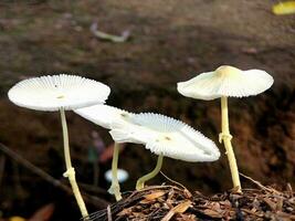 branco cogumelo dentro a floresta tropical, fechar acima do uma lindo cogumelo foto