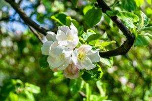 fotografia em tema lindo fruta ramo maçã árvore com natural folhas debaixo limpar \ limpo céu foto