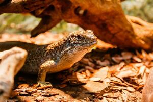 lagarto de perto foto