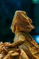 lindo lagarto barbudo agama, pogona vitticeps foto