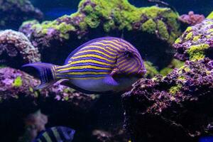 acanthurus Lineatus peixe foto