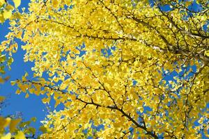 Alto ângulo Visão fechar-se amarelo ginkgo folhas em a galhos isolado em a azul céu fundo foto