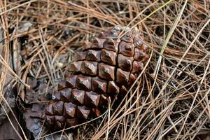 uma pinho cone deitado em a terra dentro a madeiras foto