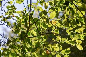 uma árvore com folhas verdes foto