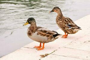 dois patos em pé em uma borda perto uma corpo do água foto