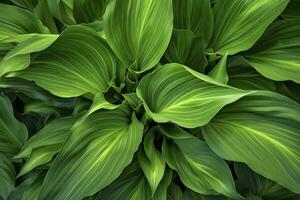 ai gerado uma plantar com grande quantidade do ampla verde folhas. ai gerado foto