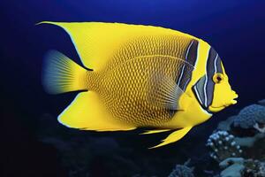 ai gerado lindo peixe anjo dentro a oceano. ai gerado foto