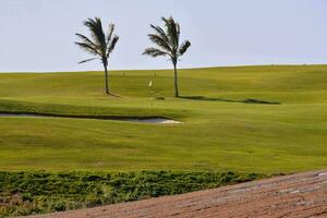 dois Palma árvores em uma golfe curso foto