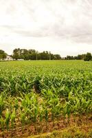 uma campo do milho foto