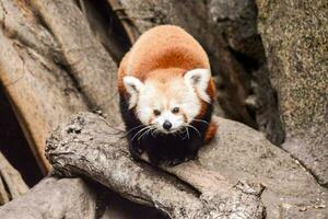 uma vermelho panda é caminhando em uma árvore ramo foto