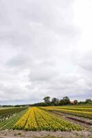 uma campo do girassóis com uma nublado céu dentro a fundo foto