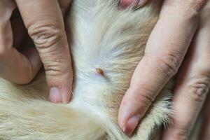 mulher mão colheita uma Carraça sucção sangue em cachorro pele foto