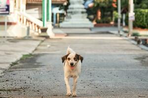 solitário branco Castanho disperso cachorro caminhando em rua dentro têmpora área foto