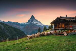 pôr do sol sobre matterhorn icônico montanha com valais nariz preto ovelha e de madeira cabana às zermatt, Suíça foto