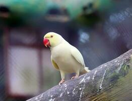 branco papagaio em a poleiro dentro a jardim zoológico, Bangladesh. foto